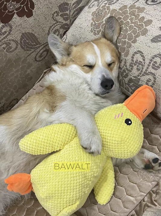 Calming Duck